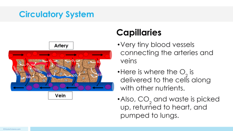 Blood Circulation Simulation Lesson Plan For 5th 6th Grade Lesson - Mountain Backgrounds - Modern 8K Collection